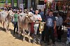 248 Fiera Zootecnica di Serina 2019